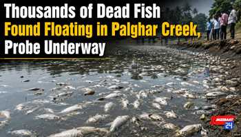 Thousands of Dead Fish Found Floating in Palghar Creek, Probe Underway
