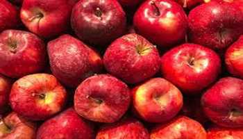 Wildlife deptt issues advisory, asks orchardists to dump leftover apples in pits
