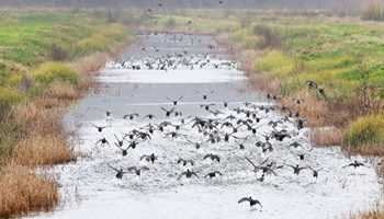 Winged Visitors Get VIP Treatment in Wetlands
