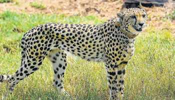 9-MEMBER FORCE SET UP TO MONITOR CHEETAHS IN KUNO NATIONAL PARK