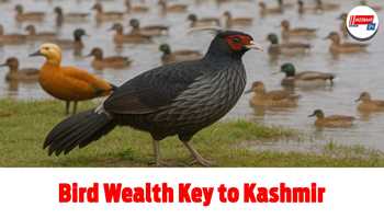 Bird Wealth key to Kashmir