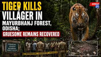 Tiger Kills Villager in Mayurbhanj Forest, Odisha; Gruesome Remains Recovered