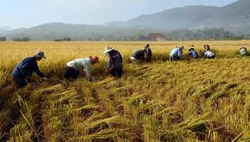 PM to release 109 high yielding, climate resilient and biofortified varieties of crops tomorrow
