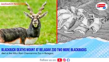Blackbuck Deaths Mount at Belagavi Zoo
