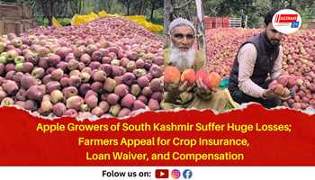 Apple Growers of South Kashmir Suffer Huge Losses; Farmers Appeal for Crop Insurance, Loan Waiver, and Compensation
