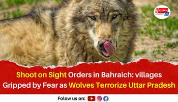Shoot on Sight Orders in Bahraich: Villages Gripped by Fear as Wolves Terrorize Uttar Pradesh
